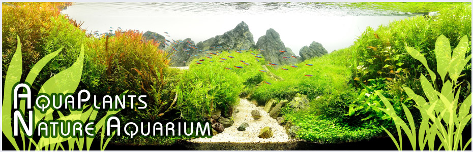 Aqua Plants Nature Aquarium
