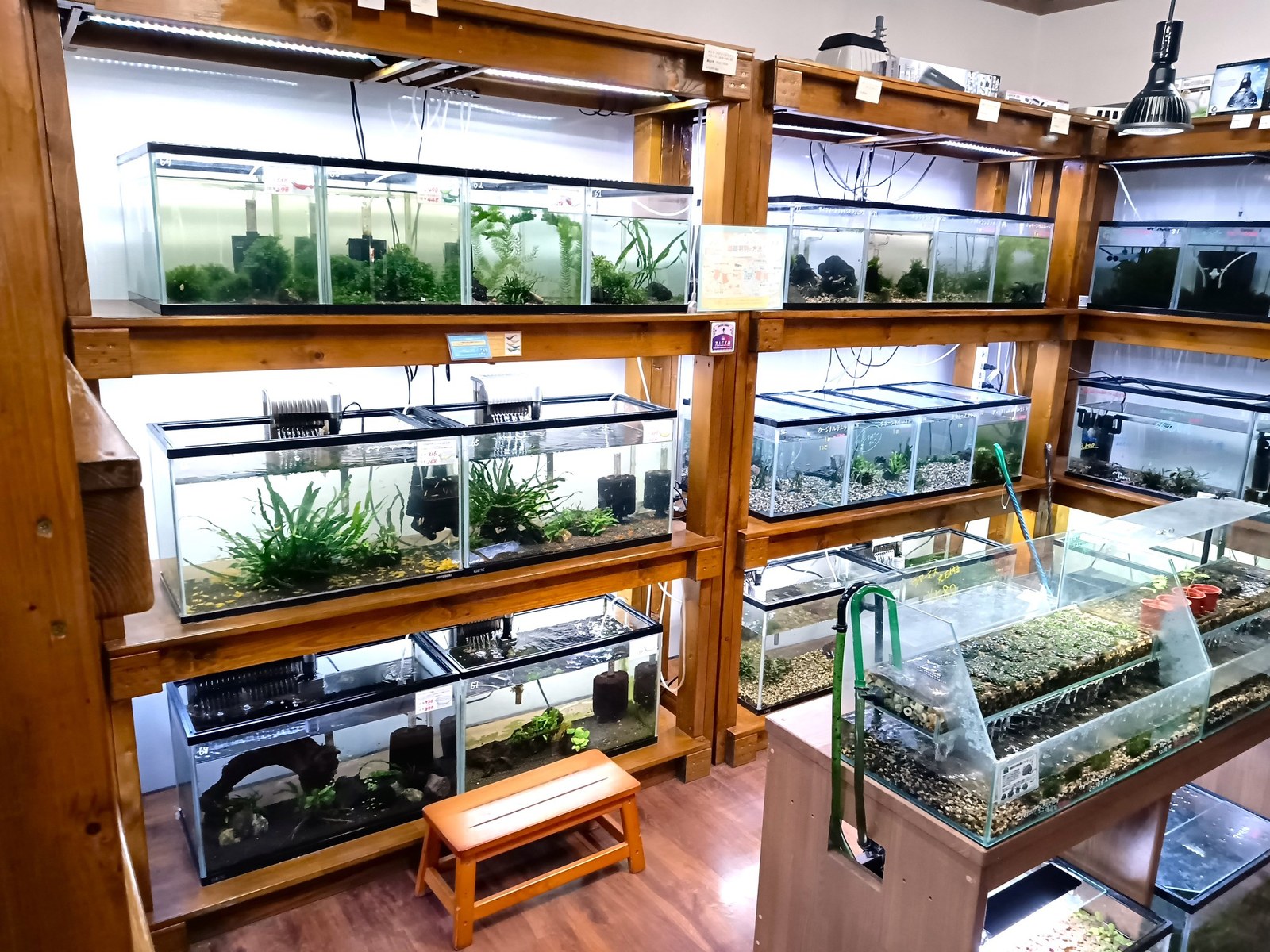 AtWell店内に並ぶ淡水シュリンプの飼育水槽
