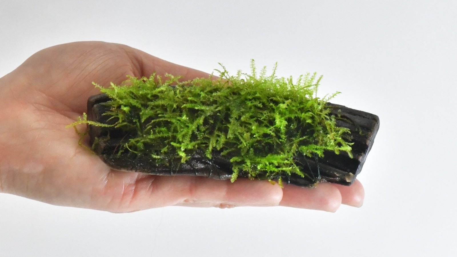 シュリンプ水槽向け無農薬水草