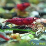 PaintedFireShrimp