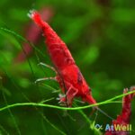 PaintedFireShrimp