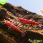 PaintedFireShrimp