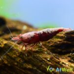 PaintedFireShrimp