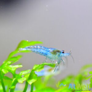 ブルーベルベットシュリンプ