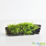 wppf010