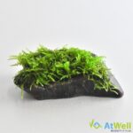 wppf010