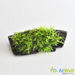 wppf010