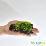 wppf010