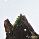 ch032
