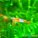 ch012