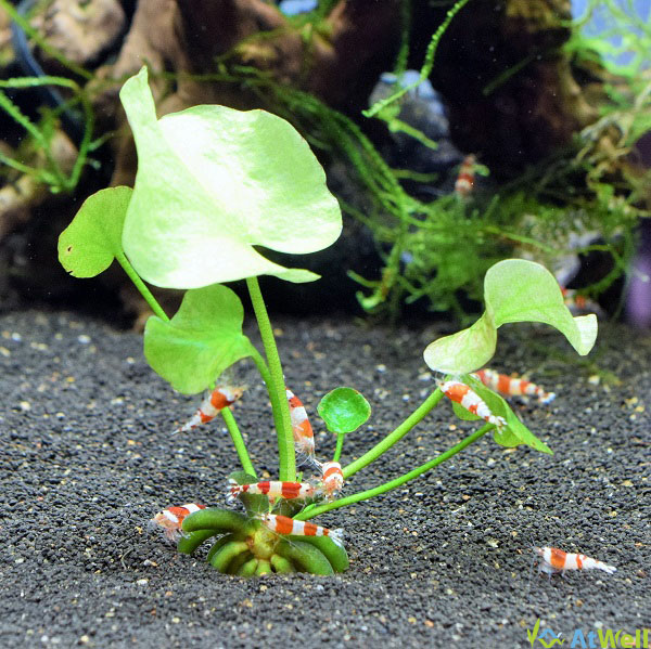 楽天で水草の販売を本格的に始めました。