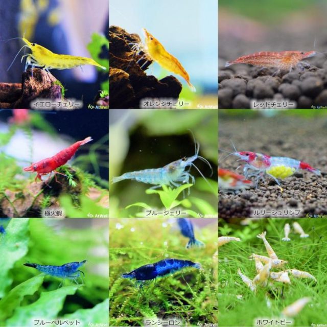 チェリーシュリンプ各種
