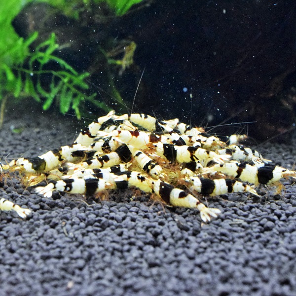 ポゴステモン・ヘルフェリー