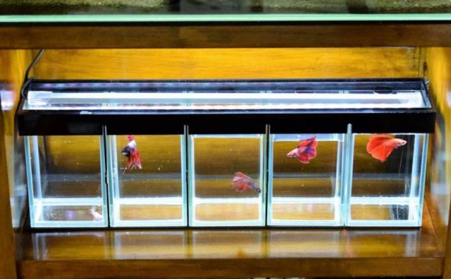 LEDライト付きベタ水槽