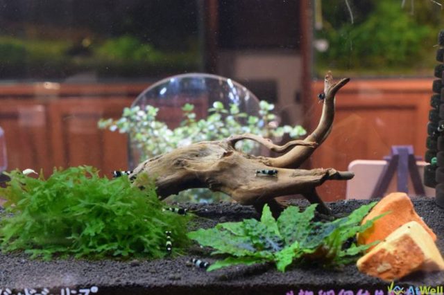 シャドーシュリンプ値下げしました