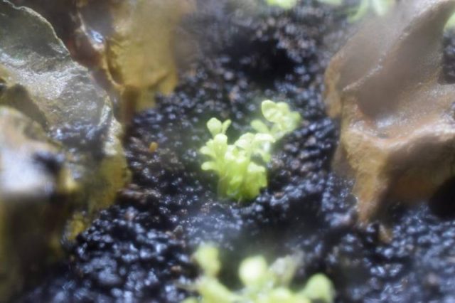 グロッソスティグマspホワイト