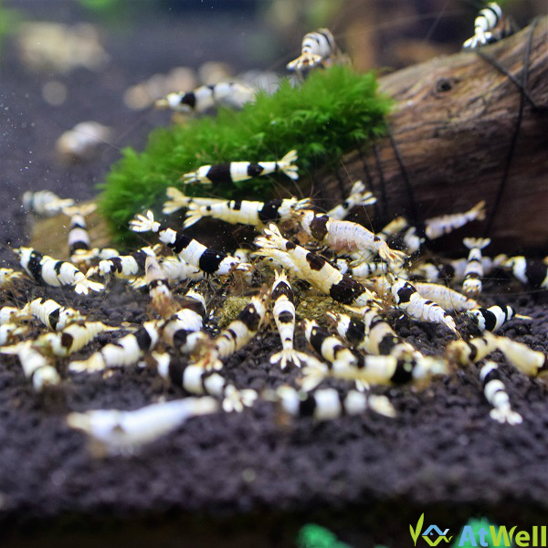 店舗限定シュリンプ、水草割引セール