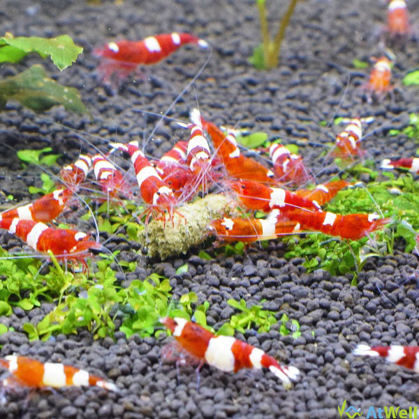 レッドシャドーシュリンプなど特売中です。