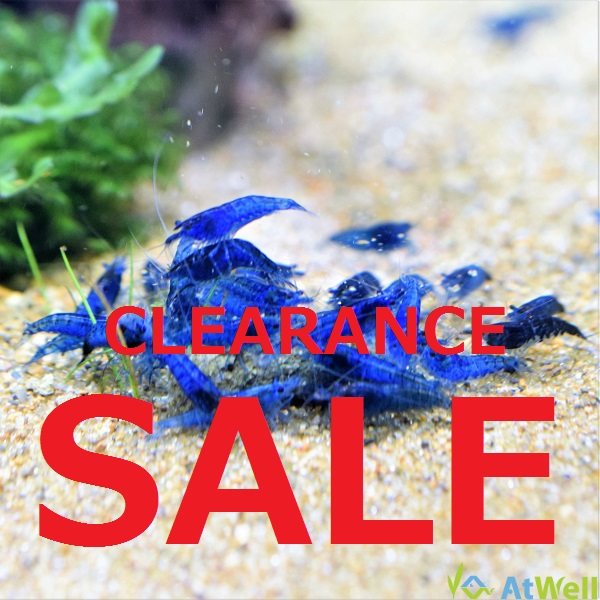 【セール情報】