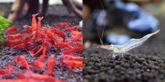 4月14日(土)のオープン時間のお知らせと新商品のご紹介