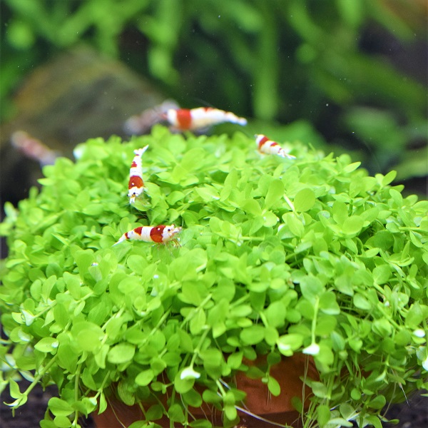 自社通販情報更新しました