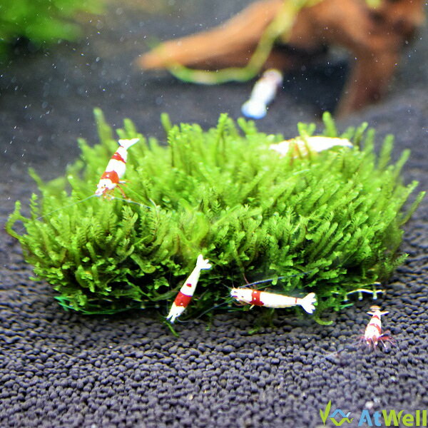 ミニローズモス