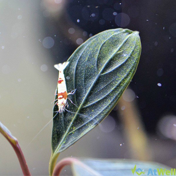 シュリンプ・水草入荷セール情報、ADA年末フェア 開催のお知らせ