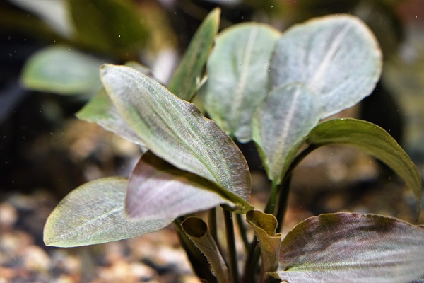 最新入荷、在庫情報