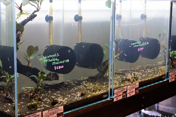 商品入荷、在庫情報