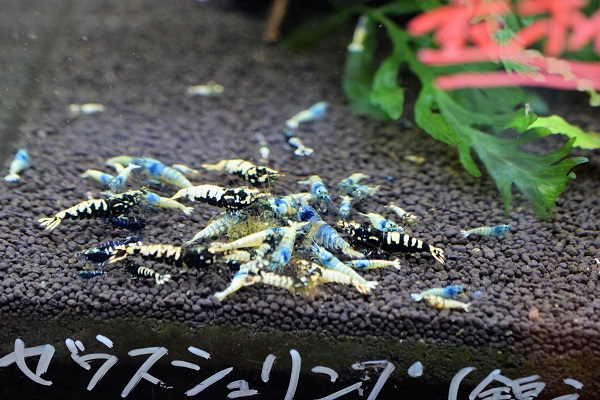 ゼウスシュリンプ半額セール、最新在庫情報のお知らせ