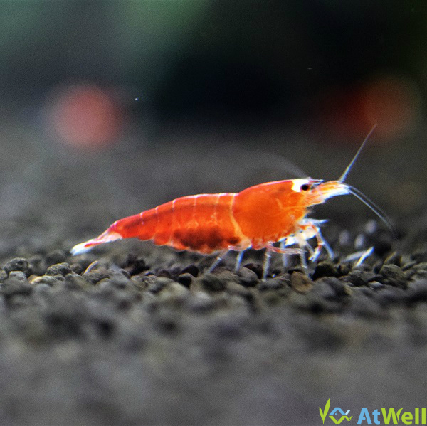 最新入荷、在庫情報