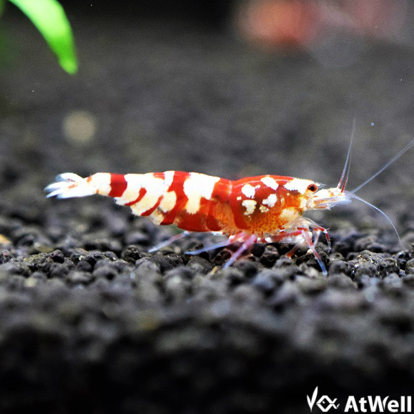 最新入荷、在庫情報【各商品大量入荷しております】