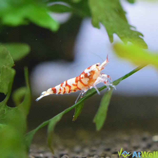 最新在庫状況とレッドファンシータイガーについて