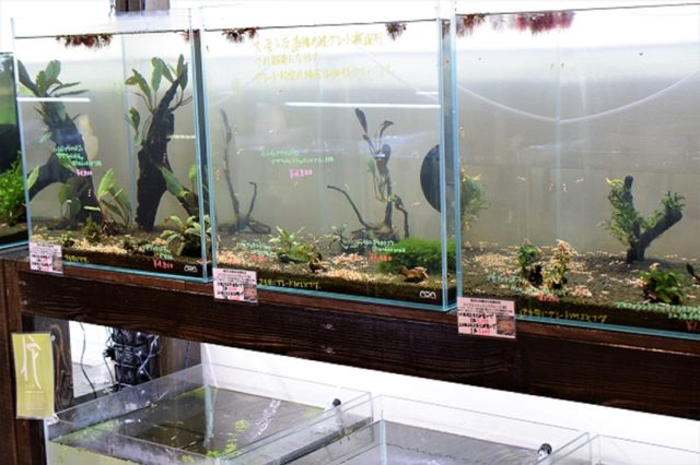 シュリンプ大量入荷