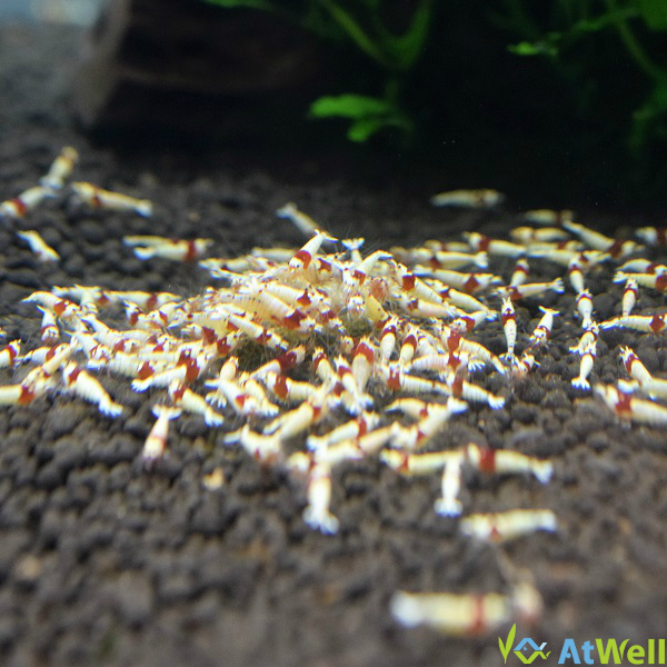 最新在庫、SALE情報