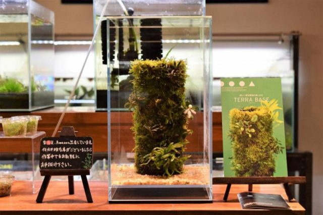 新商品】DOOAテラベース