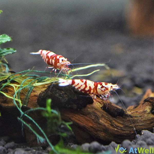 最新入荷、在庫、SALE情報