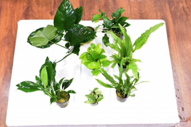 最新入荷、在庫情報