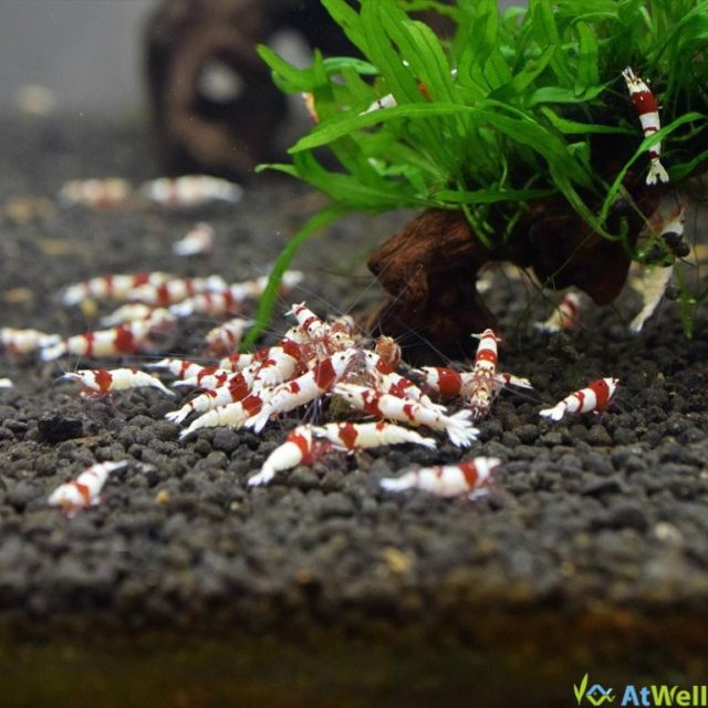 最新在庫、10連休SALE情報