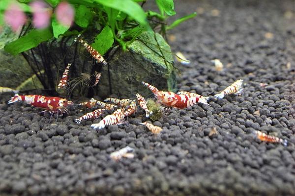 最新入荷、在庫、店舗SALE情報