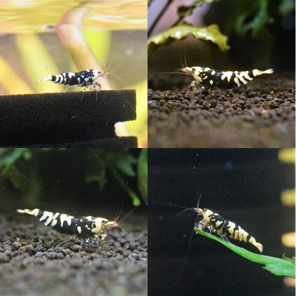 最新入荷、在庫、店舗SALE情報