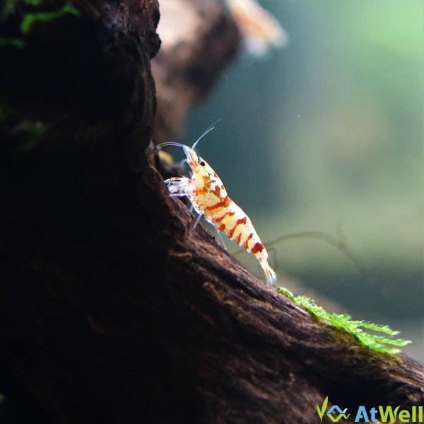 最新入荷、店舗月末SALE情報