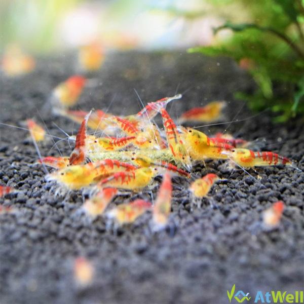 最新入荷、在庫情報