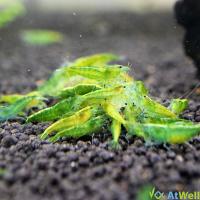 新商品？イエローグリーンシュリンプ