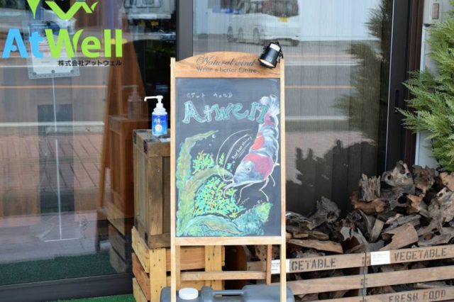 当店シュリンプ紹介　第一弾〜レッドビーシュリンプ