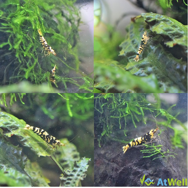 ブラックファンシータイガーについて