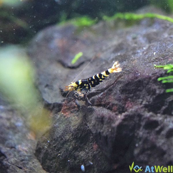 ブラックファンシータイガーミドルグレード