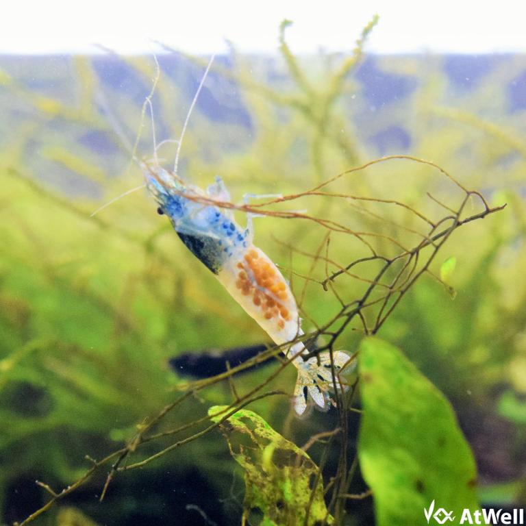 抱卵中のクラウドターコイズのメス