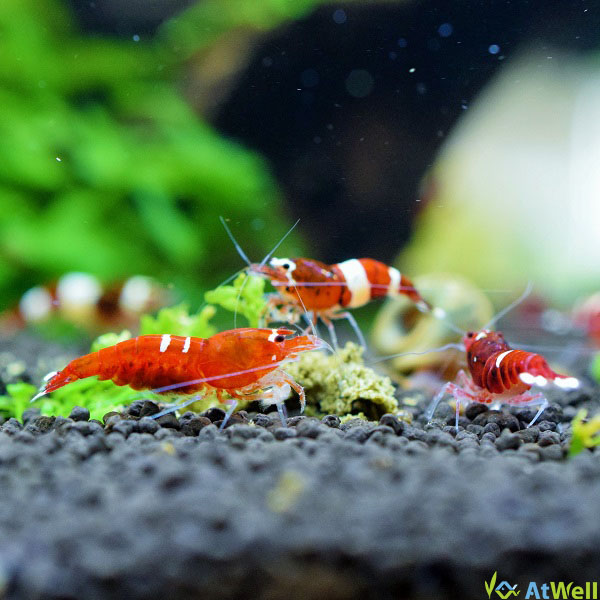 レッドシャドーシュリンプ