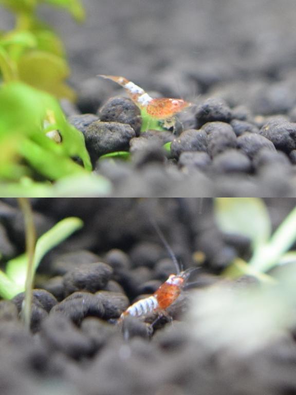 レッドスノーラデン